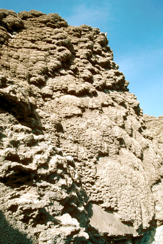 The tufa reefs coating Marble Bluff