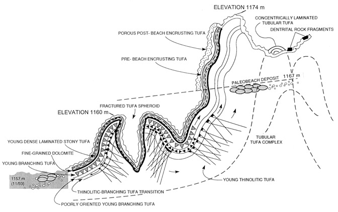 Schematic sequence of tufa deposition